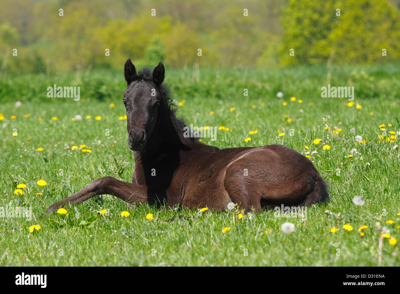 Arabian Horse foal femelle couché sur prairie, Texas, United States Banque D'Images