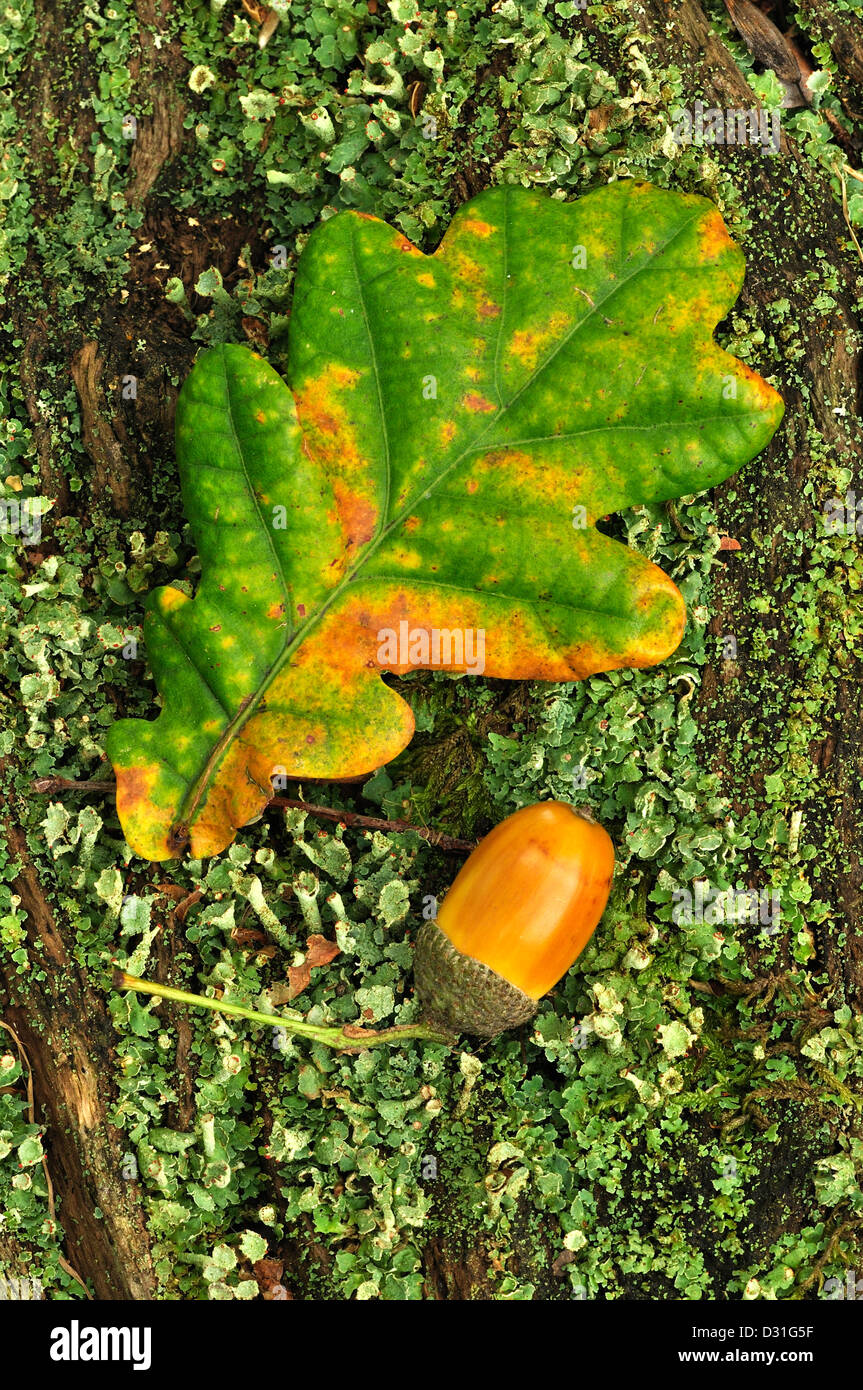 Chêne mûr acorn avec une seule feuille de chêne. Dorset, UK Octobre 2010 Banque D'Images