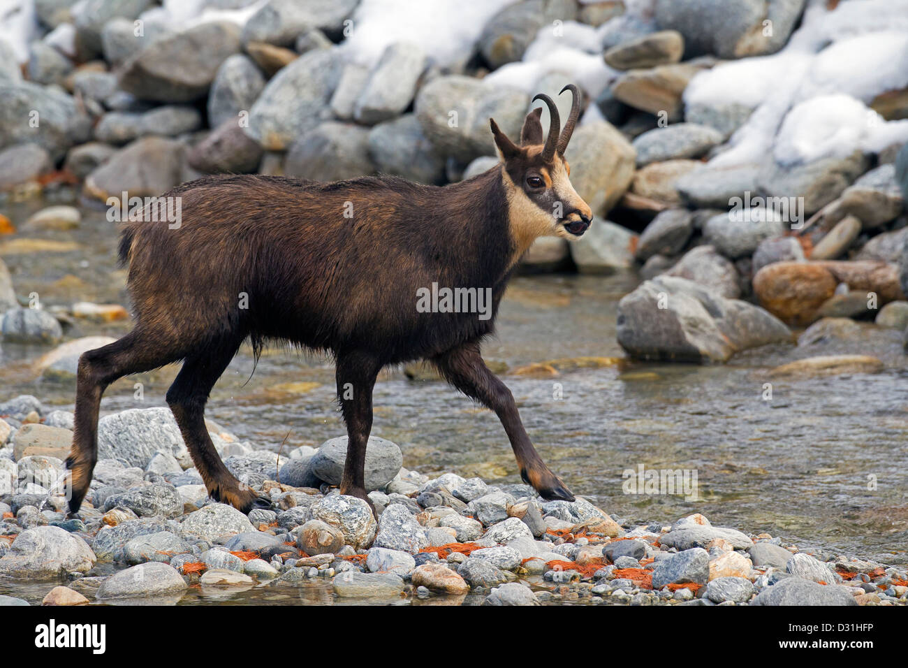 Chamois (Rupicapra rupicapra) traversée ruisseau de montagne, Parc National du Gran Paradiso, Alpes italiennes, Italie Banque D'Images