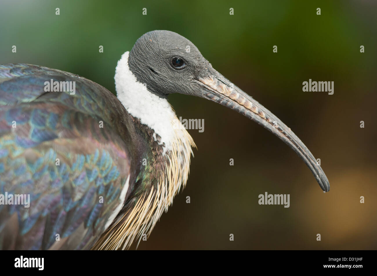 Ibis (Threskiornis spinicollis) Captive, originaire de l'Australie Banque D'Images