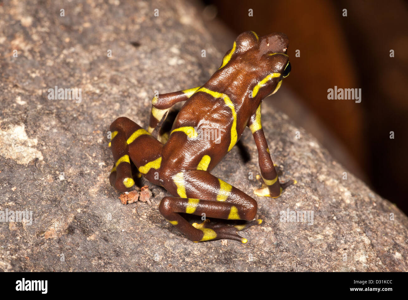 La disparition de la grenouille Arlequin, Atelopus limosus, dans la province de Panama, République du Panama. Banque D'Images