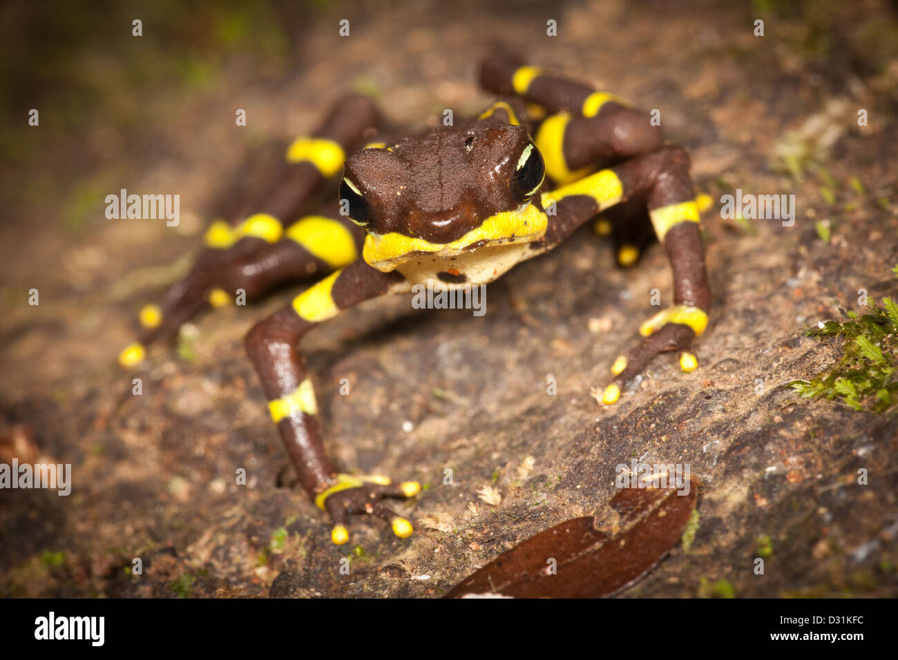 La disparition de la grenouille Arlequin, Atelopus limosus, dans la province de Panama, République du Panama. Banque D'Images