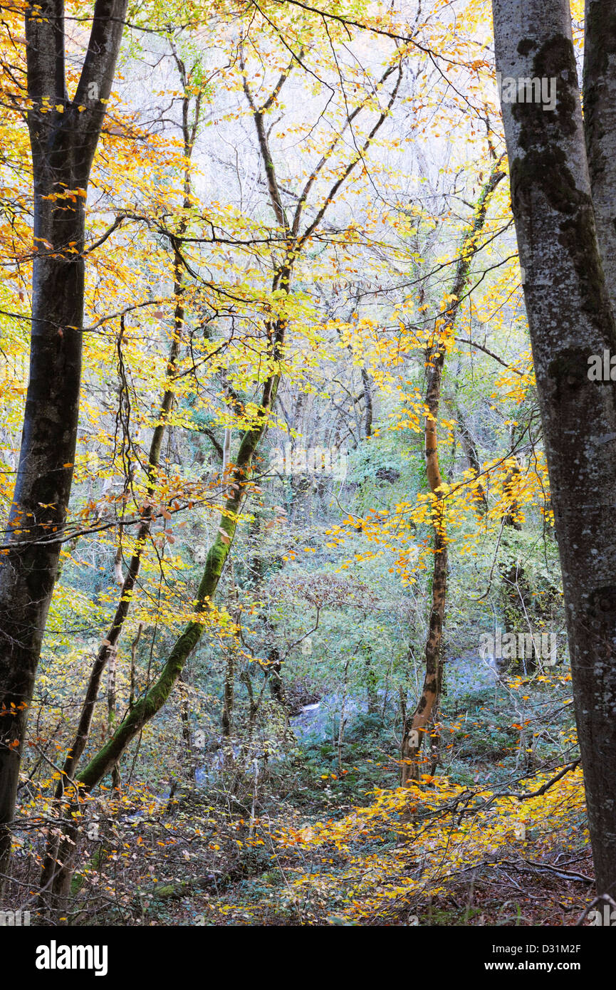 Hêtre, forêt de Fagus sylvatica en automne, Pays de Galles, Royaume-Uni. Banque D'Images
