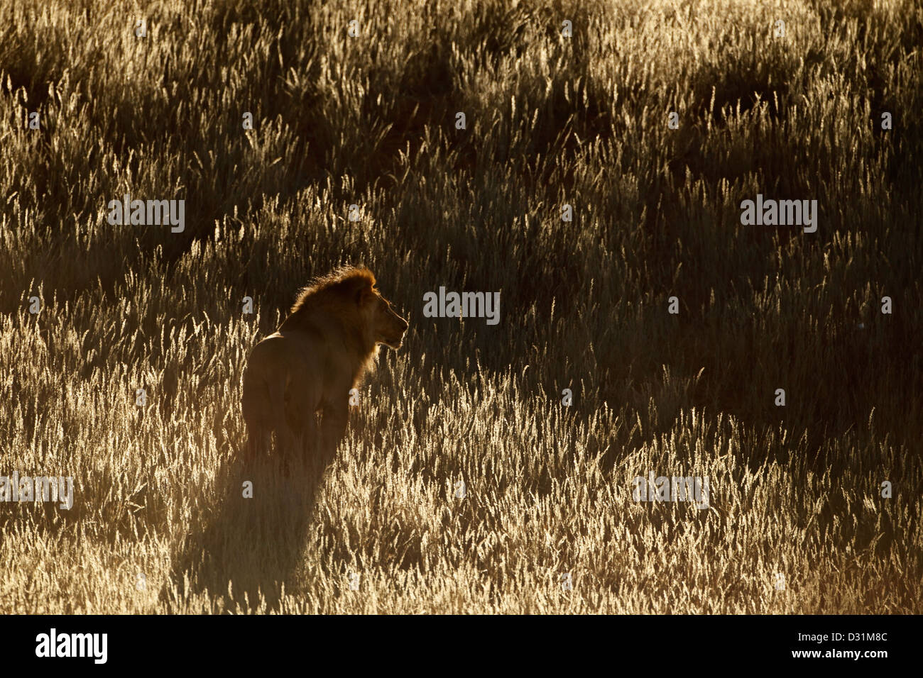 Grand mâle lion Kalahari à monter une dune. Banque D'Images