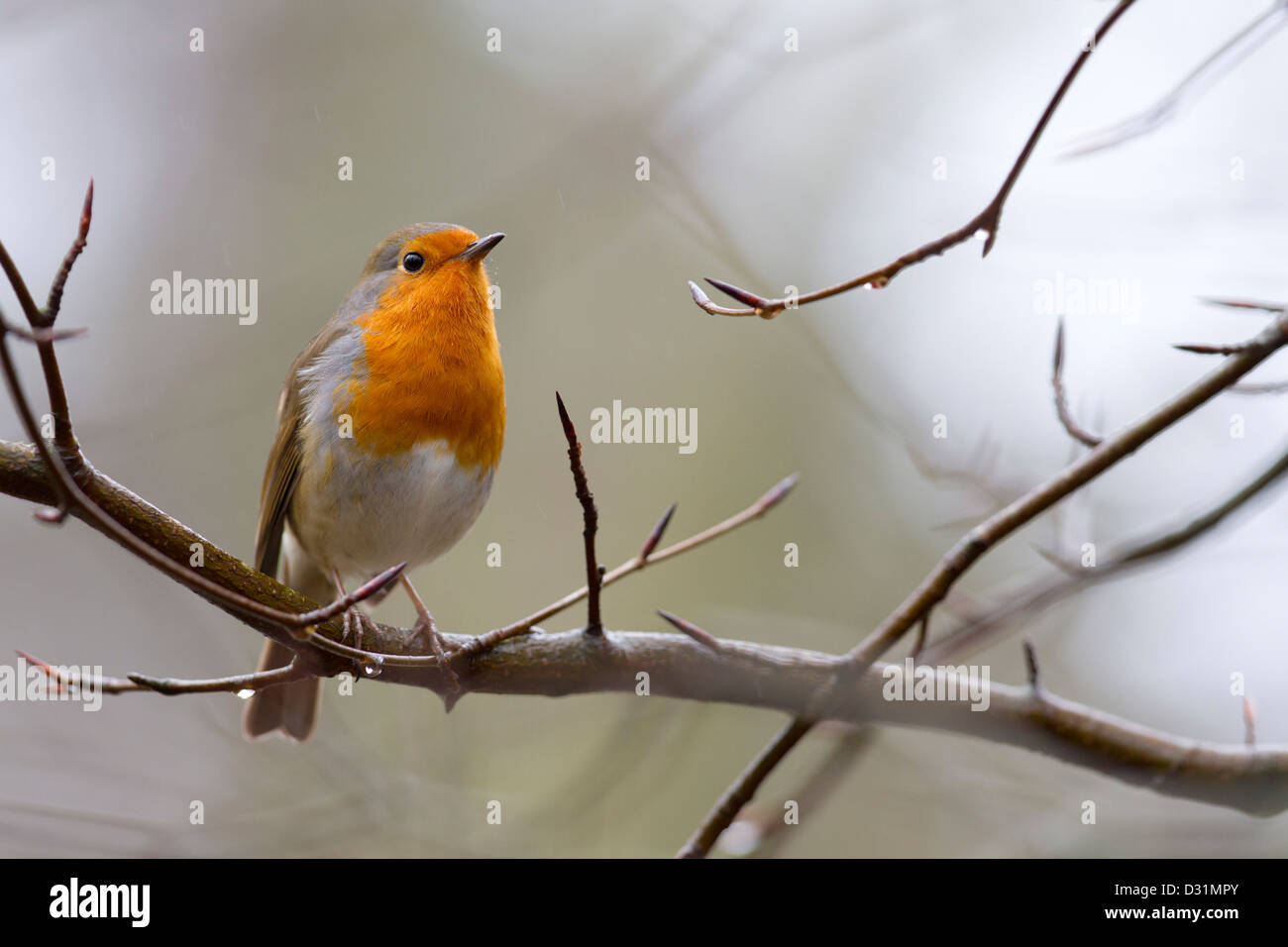 Robin ; Erithacus rubecula aux abords ; Cornwall, UK Banque D'Images