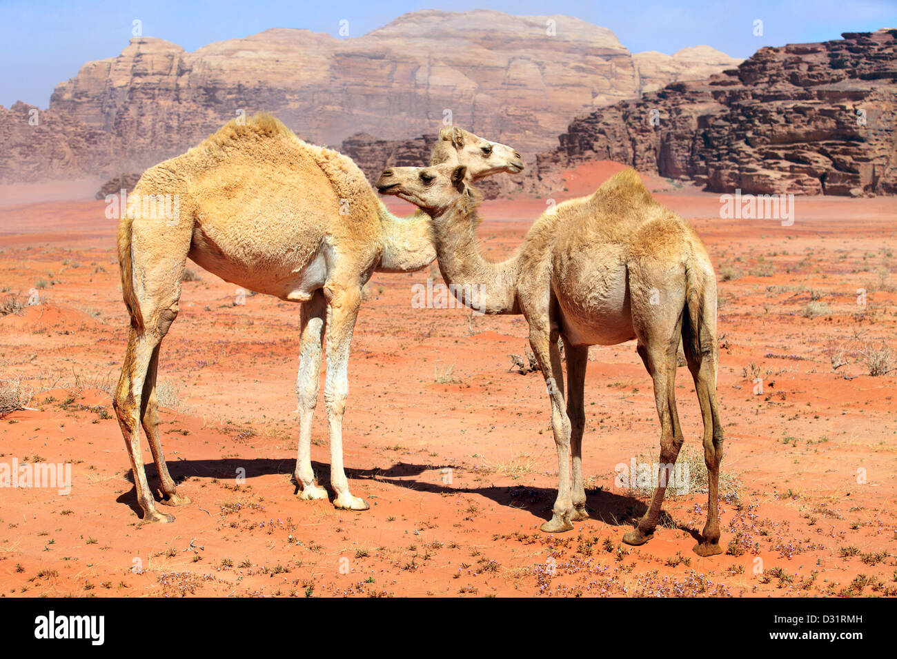 De la famille des chameaux sauvages dans le désert de Wadi Rum, Jordanie Banque D'Images