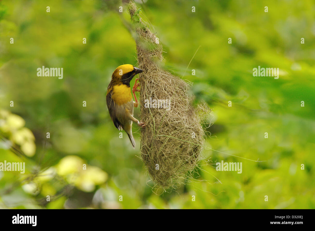 Le Weaver Ploceus philippinus Baya, la construction d'un nid. Banque D'Images