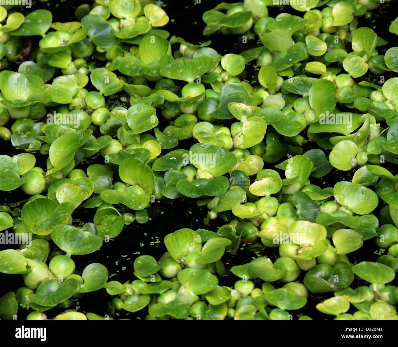 La jacinthe d'eau, Eichhornia crassipes, Pontederiaceae. L'Amérique du Sud. Les jeunes plantes. Banque D'Images