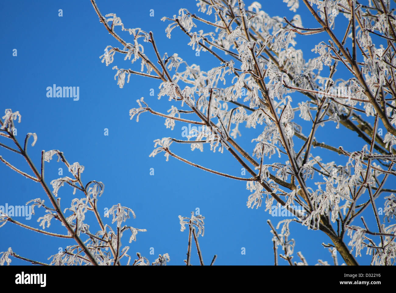 Un arbre couvert de neige en hiver contre un ciel bleu fond avec chaque brindille d'épais couvert de gel très pittoresque Banque D'Images