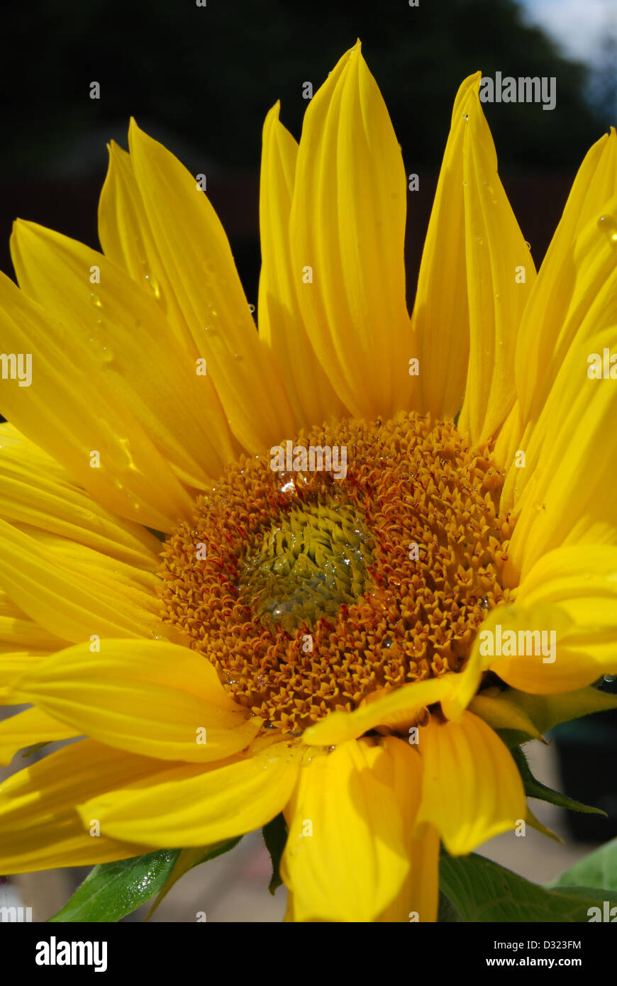 Un tournesol avec des gouttelettes d'eau sur ses pétales et graines à à la lumière de l'été avec des couleurs jaune attrayant Banque D'Images