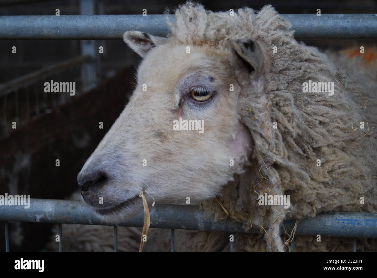Un mouton dans un enclos d'élevage à un marché zoo ou à la ferme en attente d'être vendu ou fait une embardée pour la laine avec d'autres animaux et des moutons Banque D'Images