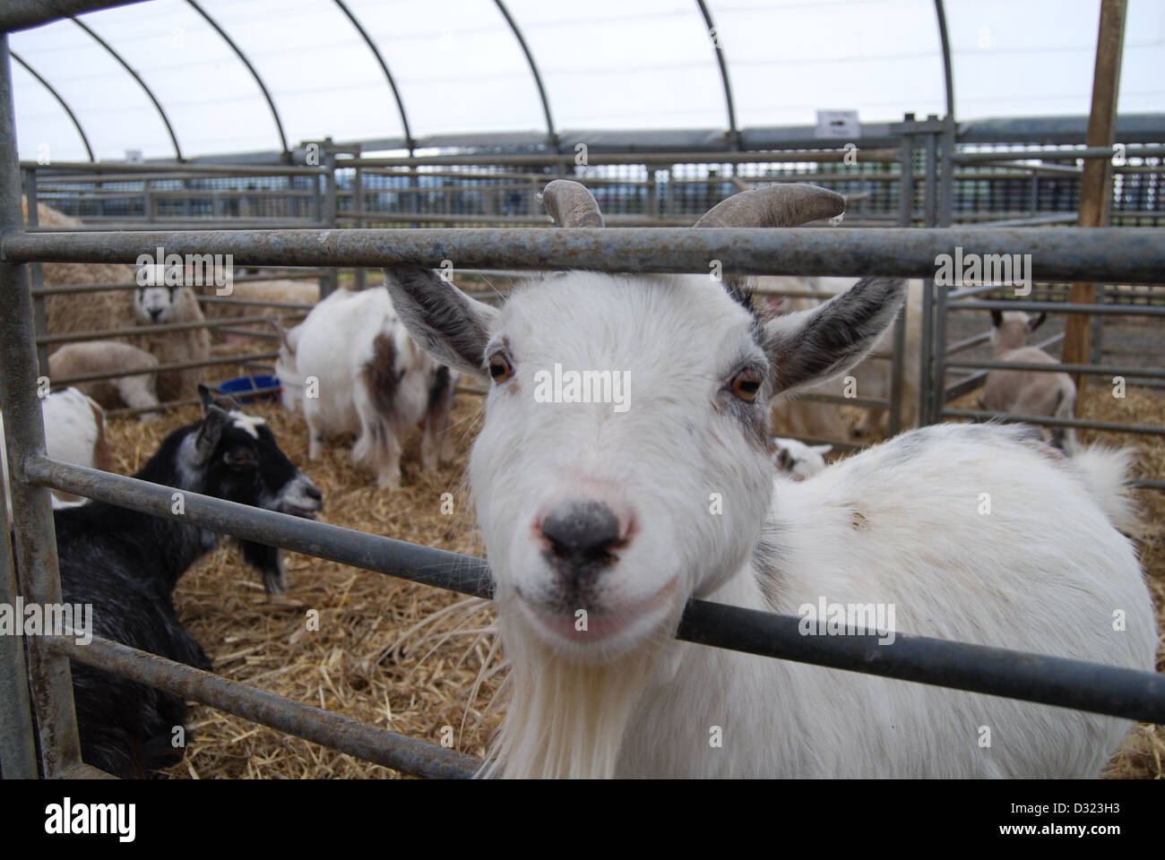 Un curieux impertinent à la chèvre à travers le trou de la plume à la caméra dans un enclos plein d'animaux dans un zoo pour enfants du marché ou de l'exploitation agricole Banque D'Images