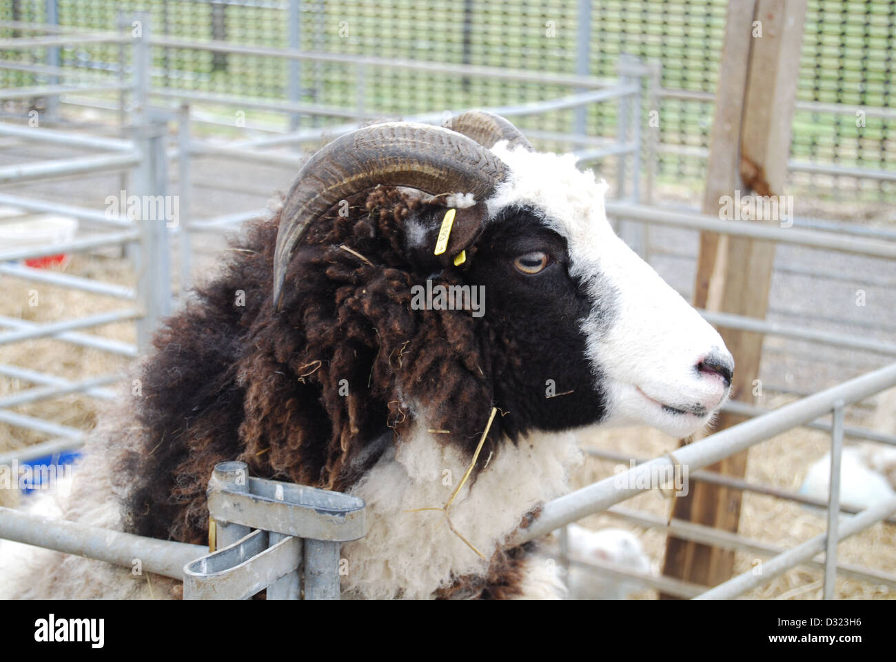 Un bélier ou une brebis à cornes à travers le trou de la plume à la caméra dans un enclos plein d'animaux dans un zoo pour enfants du marché ou de l'exploitation agricole Banque D'Images