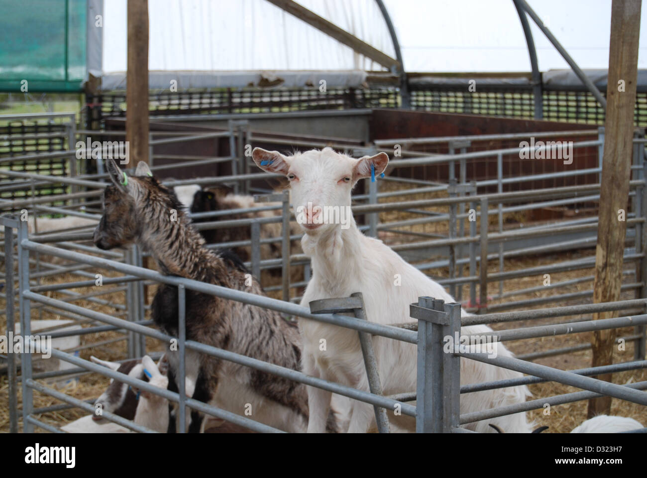 Un curieux impertinent à la chèvre à travers le trou de la plume à la caméra dans un enclos plein d'animaux dans un zoo pour enfants du marché ou de l'exploitation agricole Banque D'Images