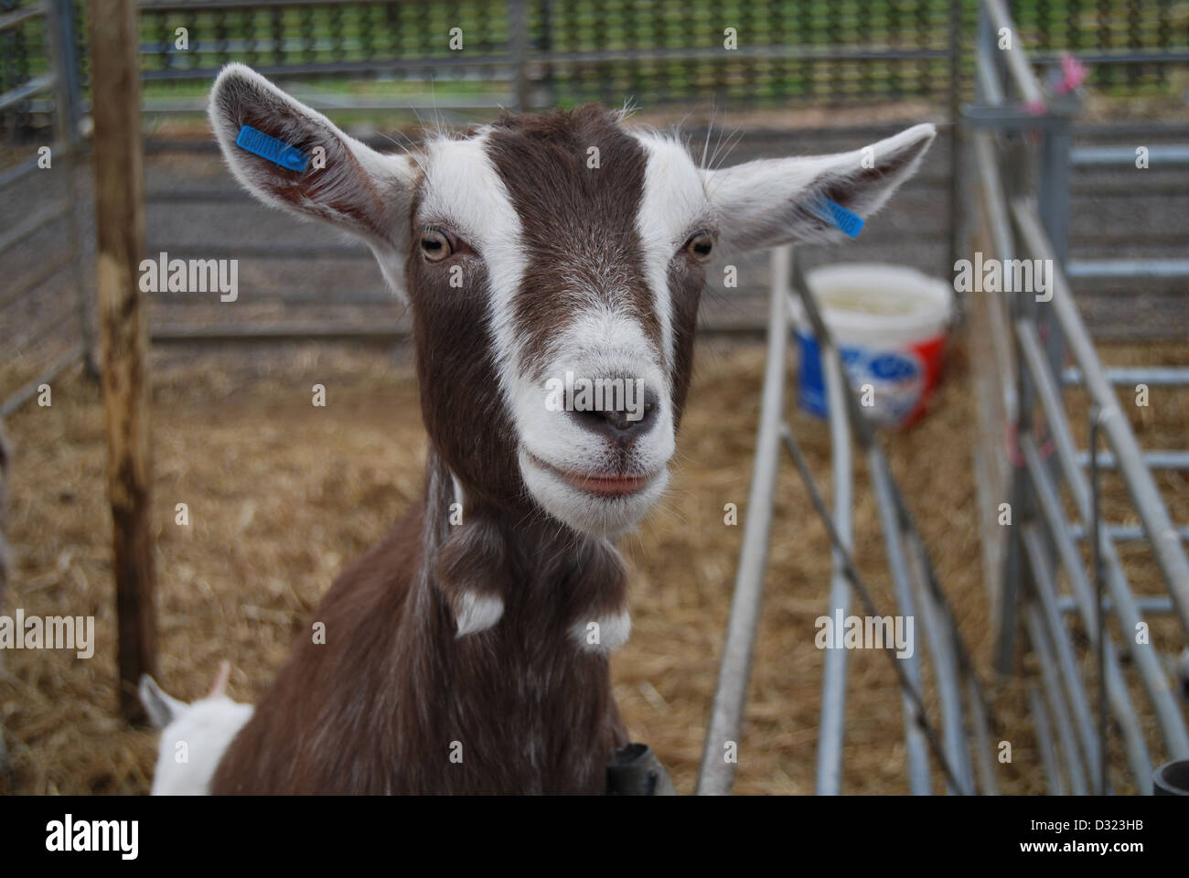 Un curieux impertinent à la chèvre à travers le trou de la plume à la caméra dans un enclos plein d'animaux dans un zoo pour enfants du marché ou de l'exploitation agricole Banque D'Images