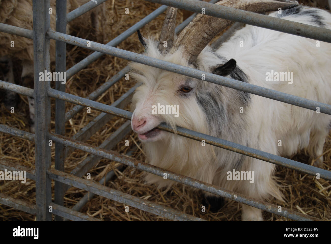 Une chèvre curieuse de mordre la barre de métal de la plume à la caméra dans un enclos plein d'animaux dans un zoo pour enfants du marché ou de l'exploitation agricole Banque D'Images