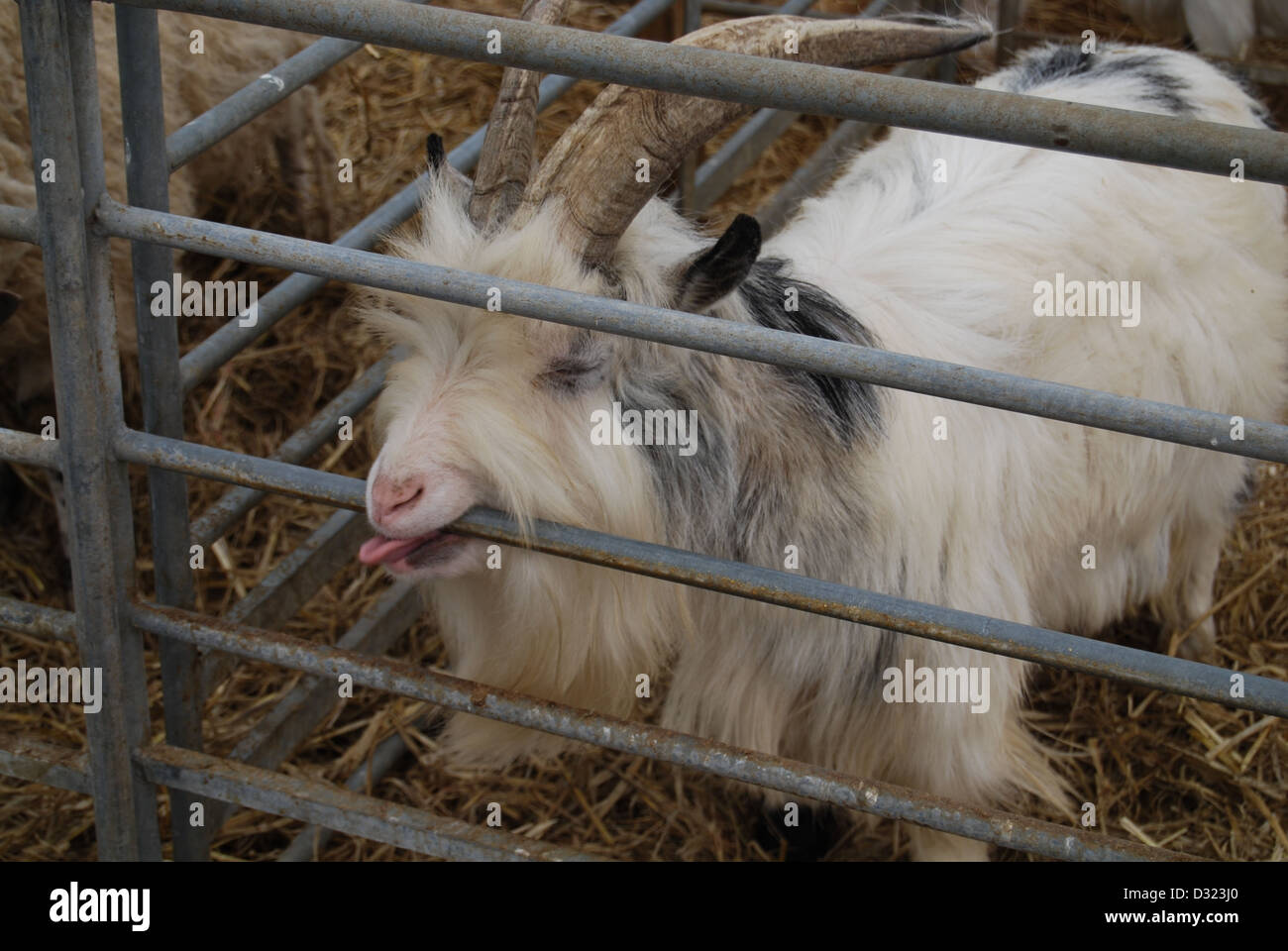 Une chèvre curieuse de mordre la barre de métal de la plume à la caméra dans un enclos plein d'animaux dans un zoo pour enfants du marché ou de l'exploitation agricole Banque D'Images