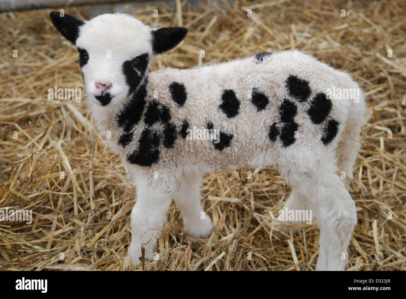 Un agneau nouveau-né sur une ferme pédagogique et une ferme à un stylo de foin frais ou de paille, près de son visage noir et blanc Banque D'Images