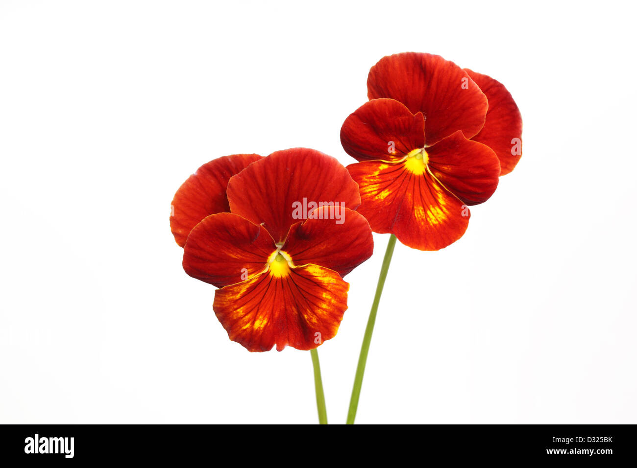 Deux fleur isolé sur fond blanc Banque D'Images