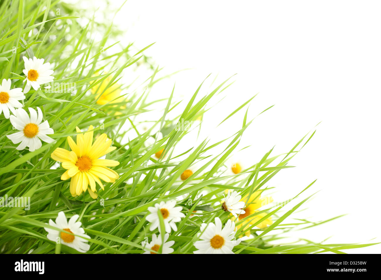 Daisy flower in Green grass,isolé sur blanc. Banque D'Images