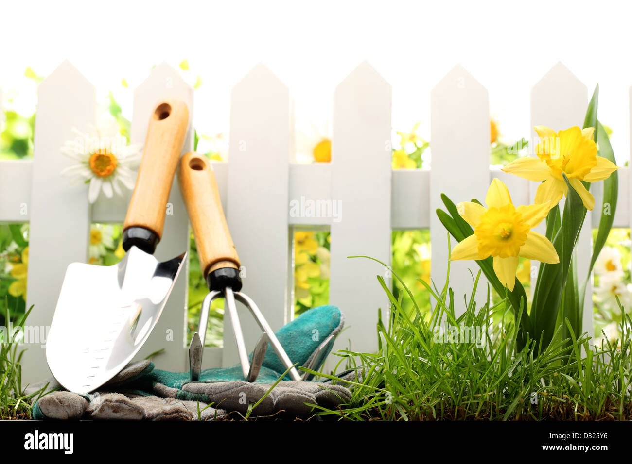 Clôture blanche avec outils de jardin,l'herbe verte et les fleurs de la jonquille. Banque D'Images