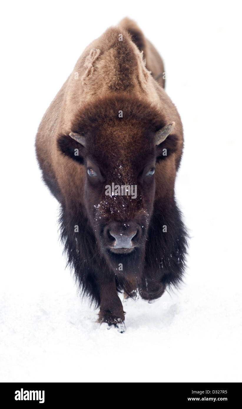 Un bison dans le Parc National de Yellowstone, Wyoming, United States, dans l'hiver Banque D'Images