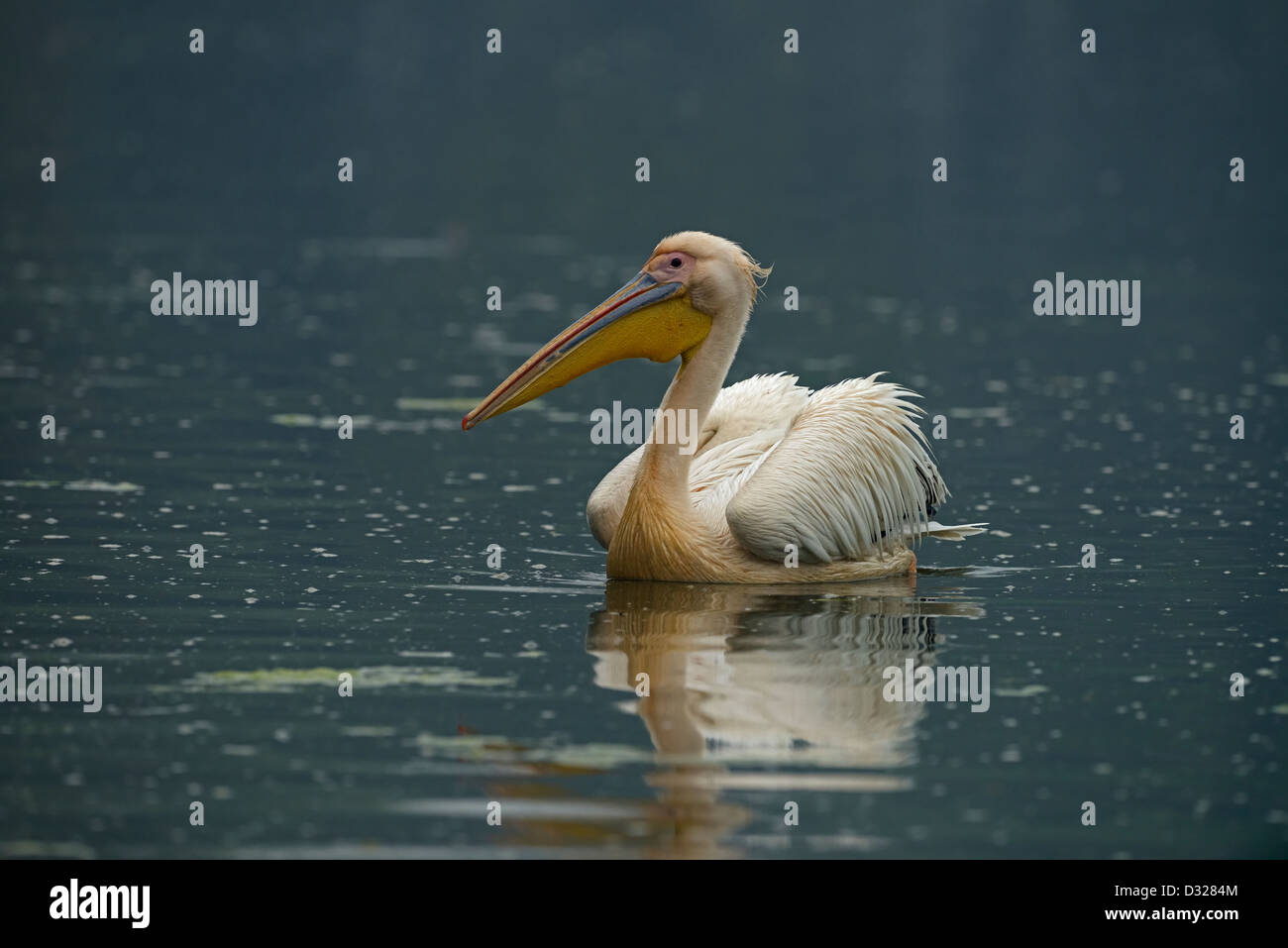 Grand blanc ou rose (Pelican Pelecanus onocrotalus) Nager dans l'eau bleue. Banque D'Images