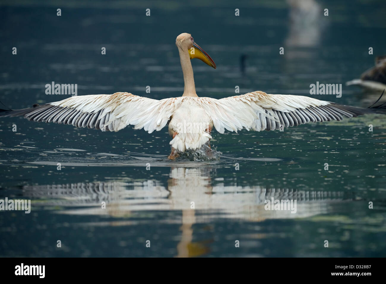 Grand blanc ou rose (Pelican Pelecanus onocrotalus) en vol dans un lac à Bharatpur Bird Sanctuary. Banque D'Images