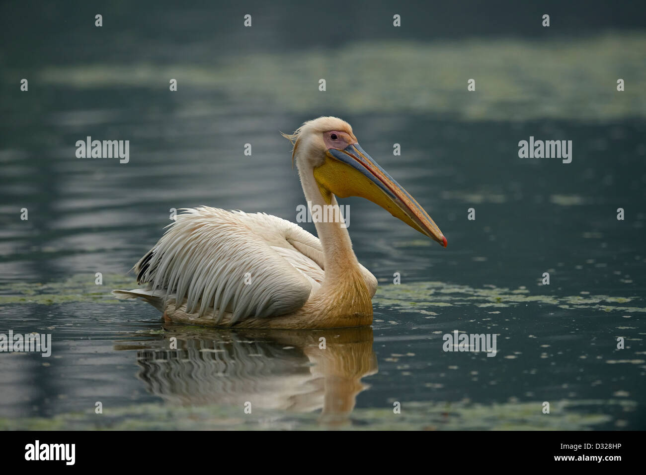 Grand blanc ou rose (Pelican Pelecanus onocrotalus) Nager dans l'eau bleue. Banque D'Images