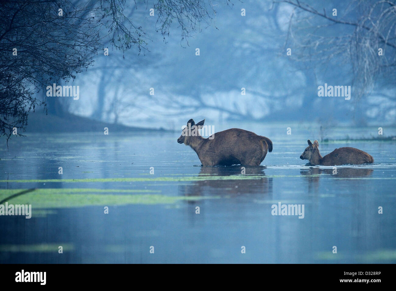 Deux cerfs Sambar - une mère et un faon - marchant sur un lac dans la réserve d'oiseaux de Bharatpur. Banque D'Images