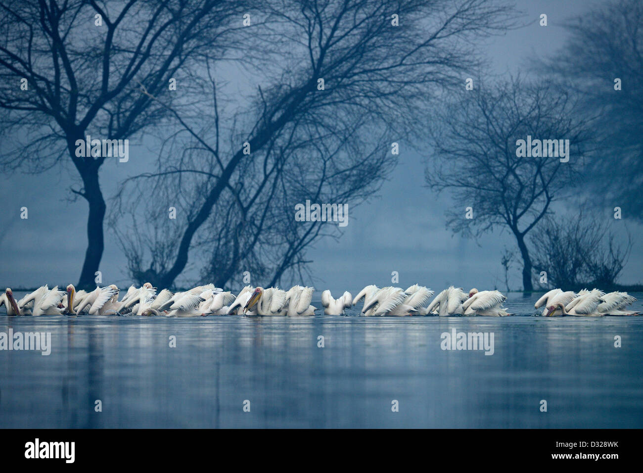 Un troupeau de grand blanc ou rose (Pelican Pelecanus onocrotalus) la pêche dans un lac à Bharatpur Bird Sanctuary. Banque D'Images
