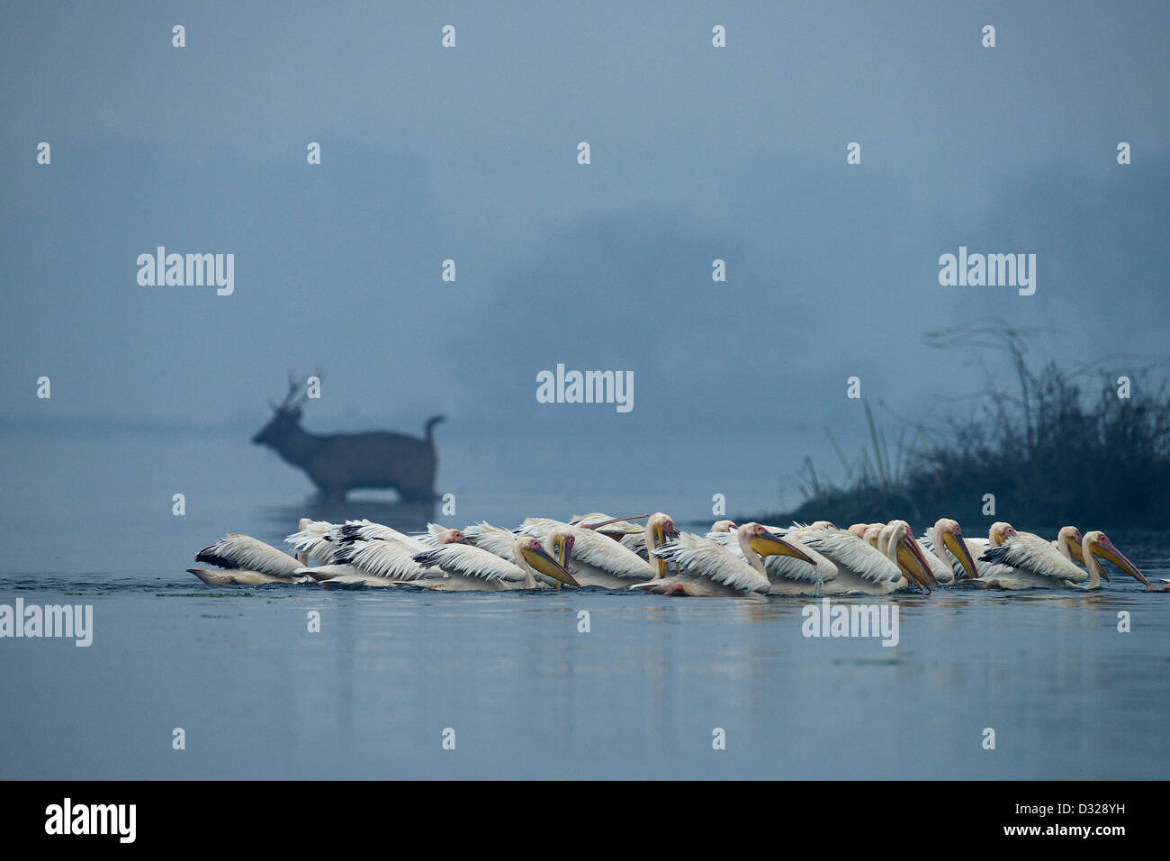 Un troupeau de Great White Pelican rose ou pêche avec un chevreuil dans l'arrière-plan dans un lac du refuge d'oiseaux de Bharatpur Banque D'Images