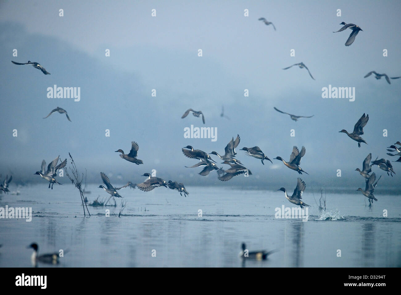Un grand troupeau de canards décolle dans un lac à Bharatpur Bird Sanctuary. Banque D'Images
