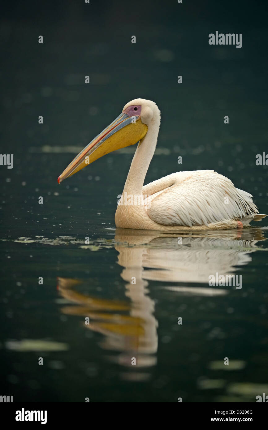 Grand blanc ou rose (Pelican Pelecanus onocrotalus) Nager dans un lac du refuge d'oiseaux de Bharatpur. Banque D'Images