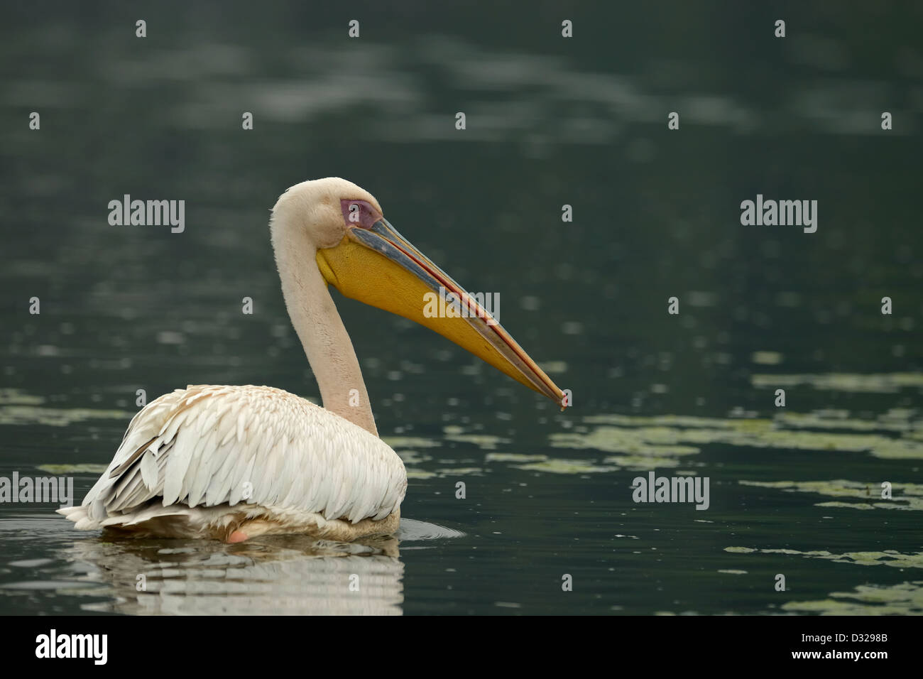 Grand blanc ou rose (Pelican Pelecanus onocrotalus) Nager dans un lac du refuge d'oiseaux de Bharatpur. Banque D'Images