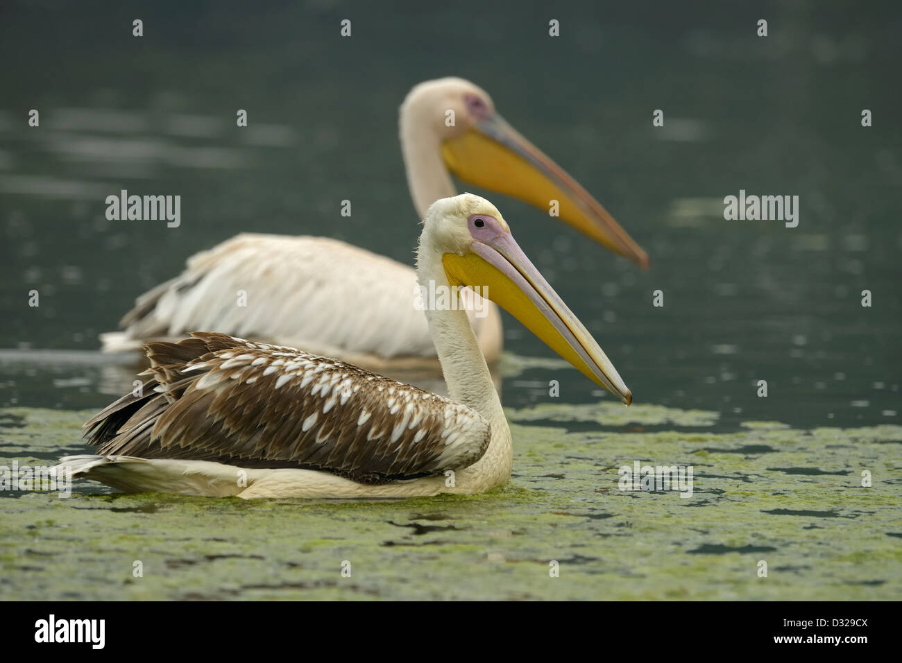 Deux grands blanc ou rose (Pelecanus onocrotalus Pélican) Nager dans un lac du refuge d'oiseaux de Bharatpur. Banque D'Images