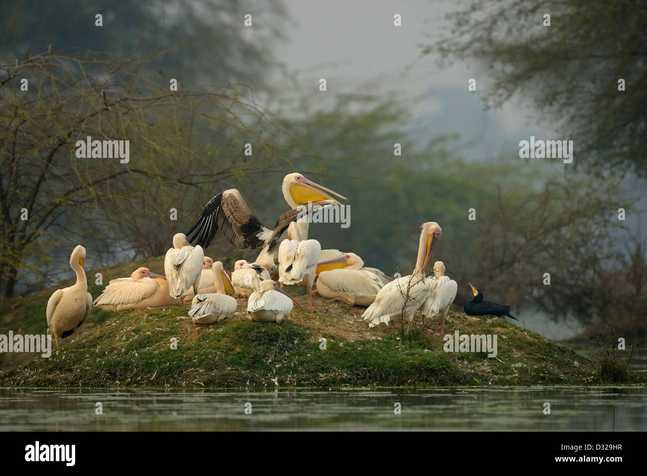 Un troupeau de Great White Pelican rose ou se percher sur une petite île dans un lac dans d'oiseaux de Bharatpur Banque D'Images