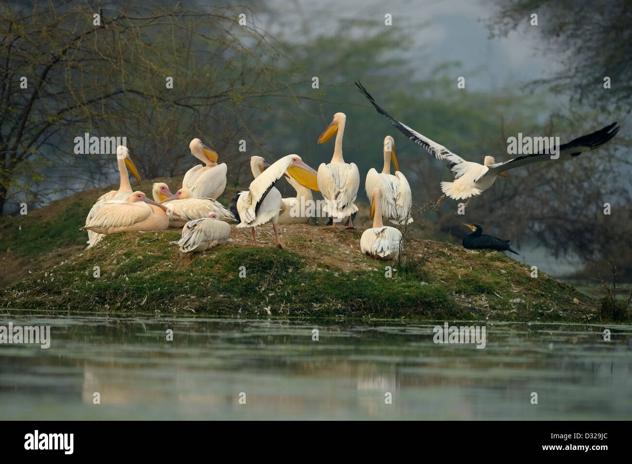 Un troupeau de Great White Pelican rose ou se percher sur une petite île dans un lac dans d'oiseaux de Bharatpur Banque D'Images