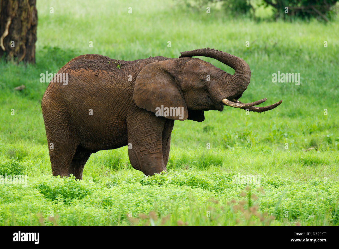 L'éléphant africain (Loxodonta africana africana), Lewa Wildlife Conservancy, Plateau de Laikipia, Kenya Banque D'Images
