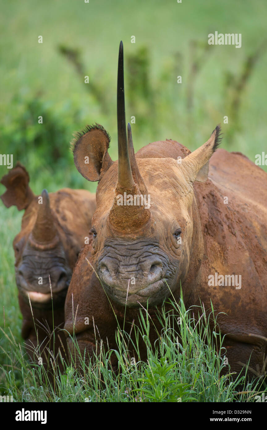 Avec les jeunes rhinocéros noir (Diceros bicornis), Lewa Wildlife Conservancy, Plateau de Laikipia, Kenya Banque D'Images