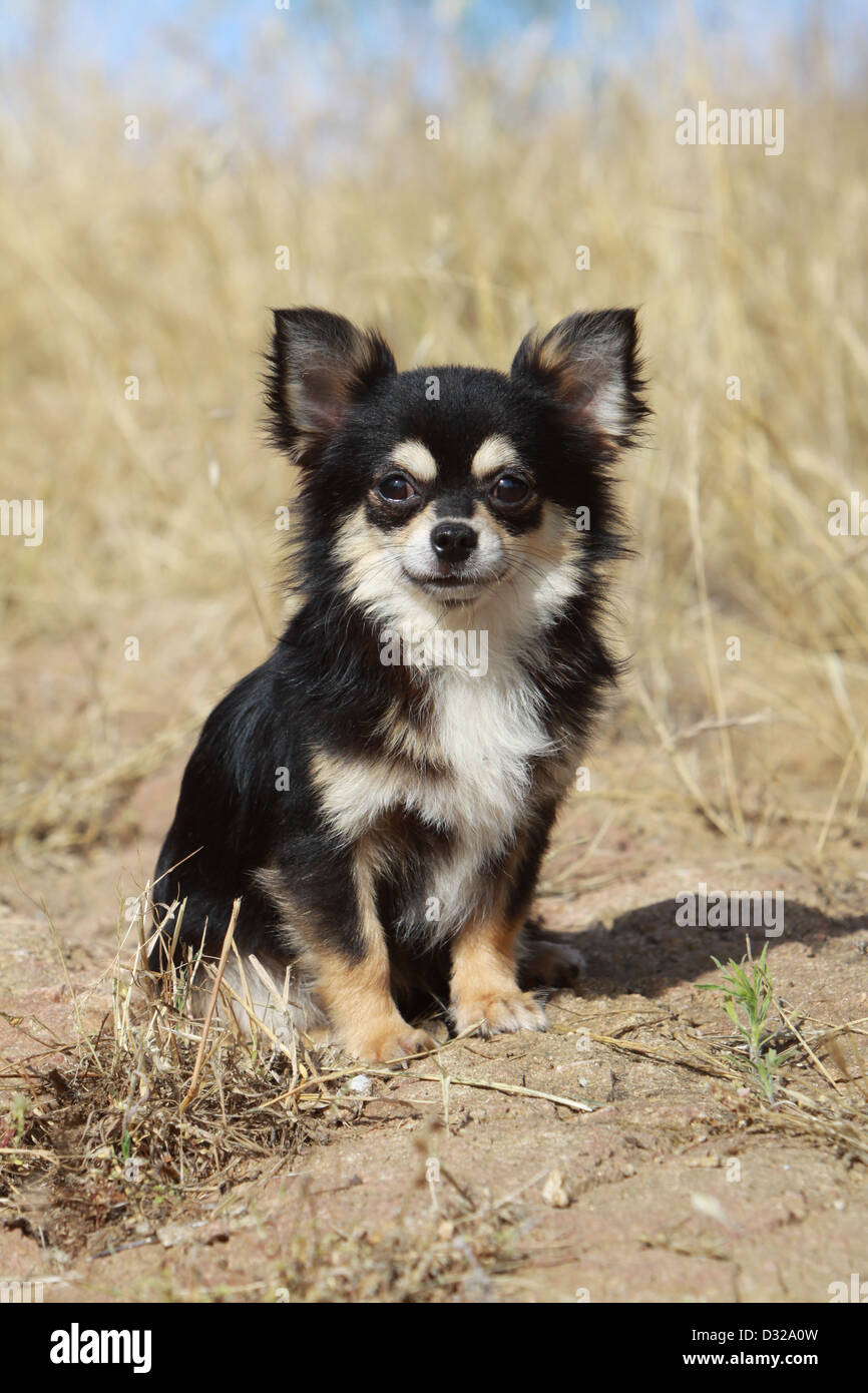 Chien Chihuahua poil long hot assis dans un pré Banque D'Images