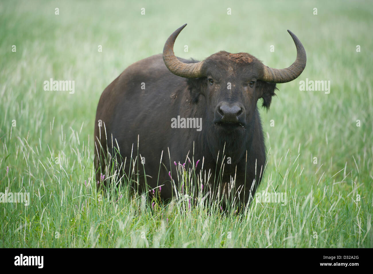 Buffalo (Syncerus caffer caffer), Lewa Wildlife Conservancy, Plateau de Laikipia, Kenya Banque D'Images