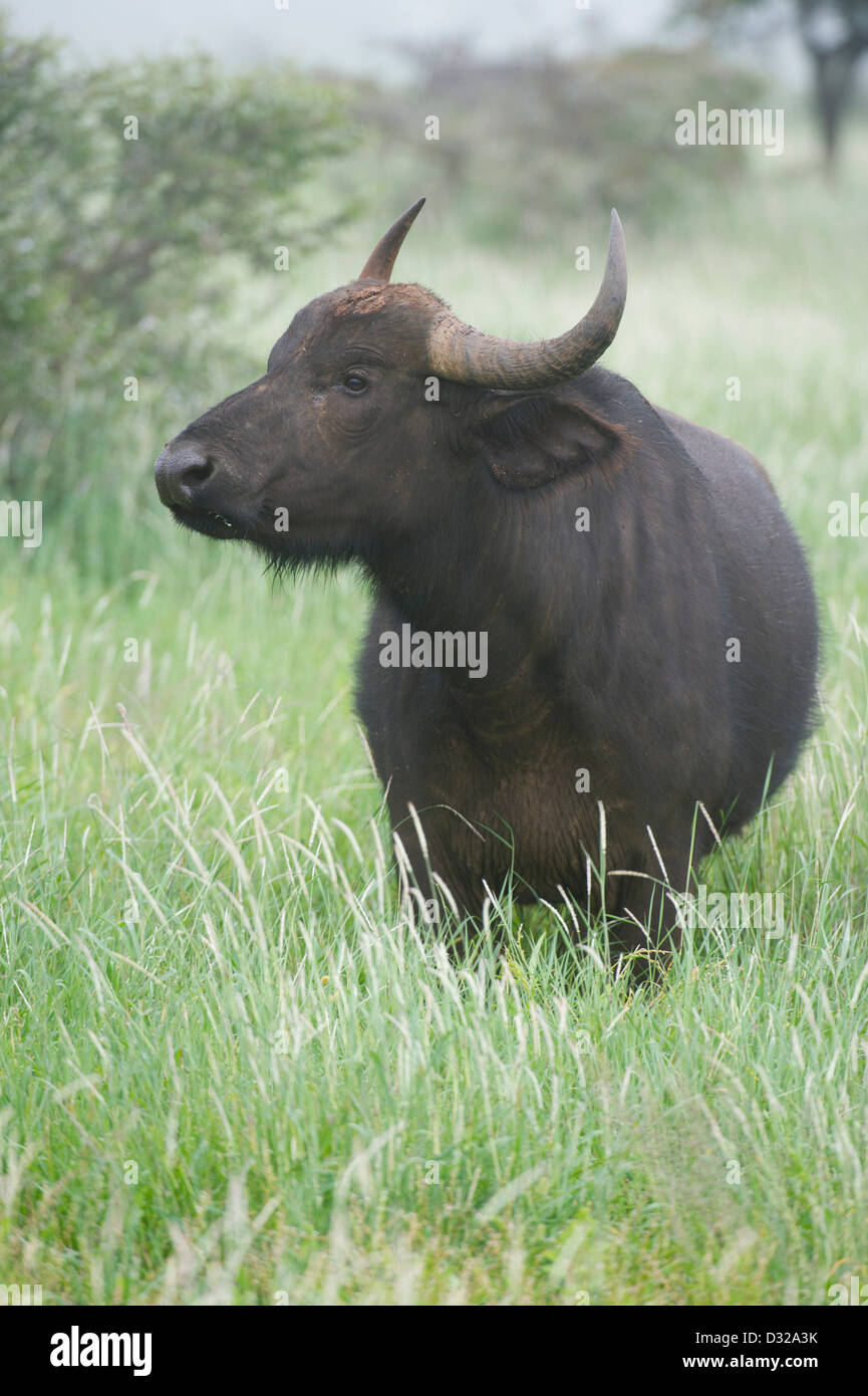Buffalo (Syncerus caffer caffer), Lewa Wildlife Conservancy, Plateau de Laikipia, Kenya Banque D'Images