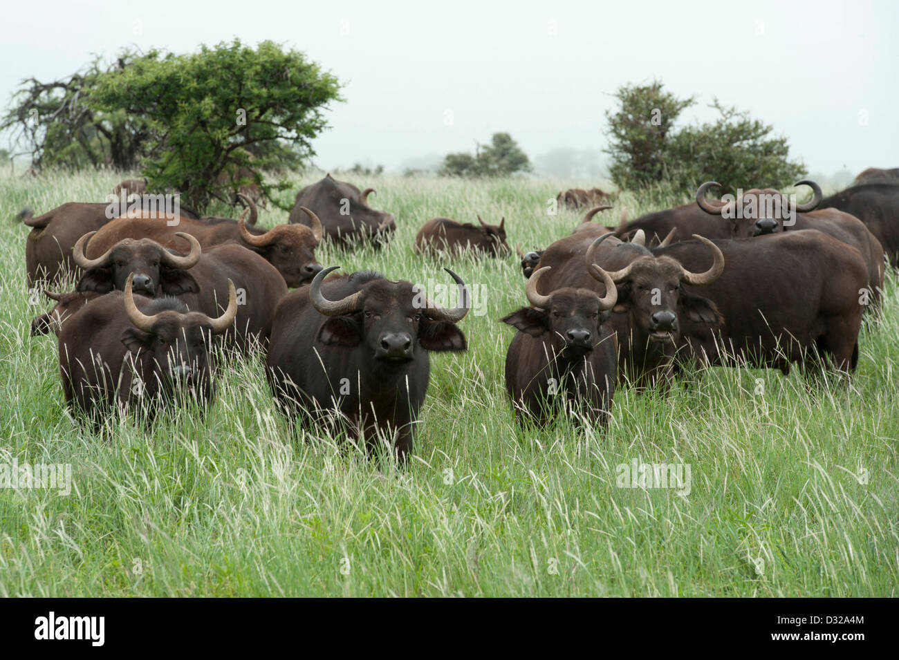 Buffalo (Syncerus caffer caffer), Lewa Wildlife Conservancy, Plateau de Laikipia, Kenya Banque D'Images