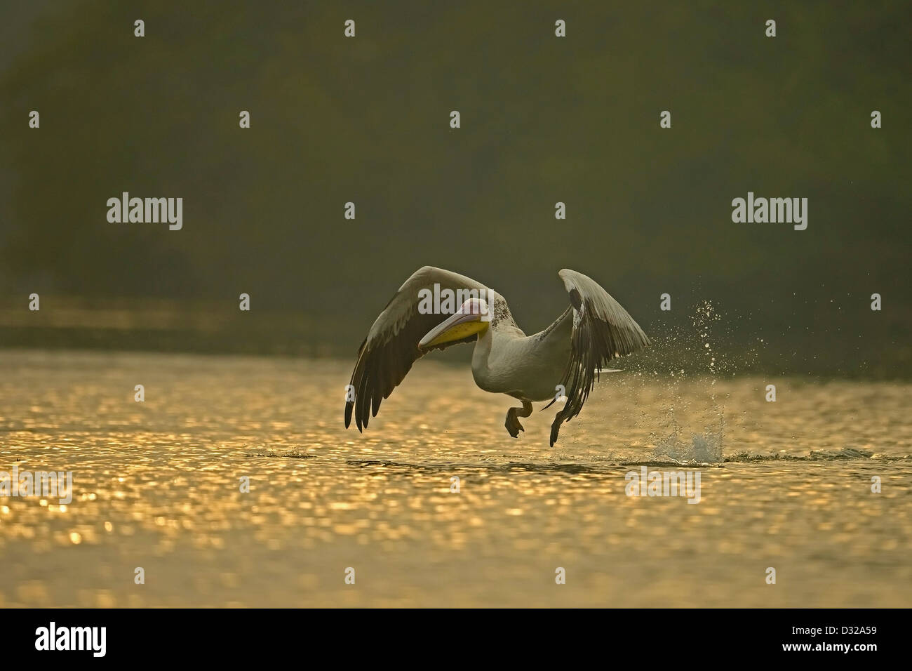 Grand blanc ou rose (Pelican Pelecanus onocrotalus) décolle dans un lac à Bharatpur Bird Sanctuary. Banque D'Images