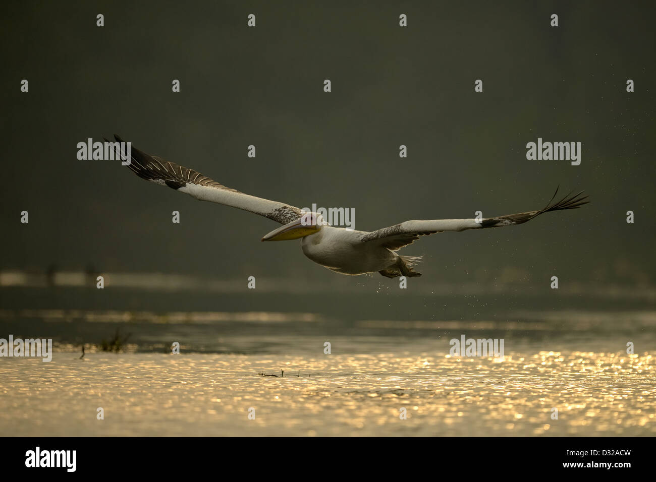 Grand blanc ou rose (Pelican Pelecanus onocrotalus) décolle dans un lac à Bharatpur Bird Sanctuary. Banque D'Images