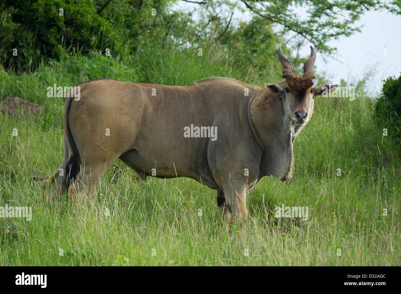 (Tragelaphus oryx éland commun), Lewa Wildlife Conservancy, Plateau de Laikipia, Kenya Banque D'Images