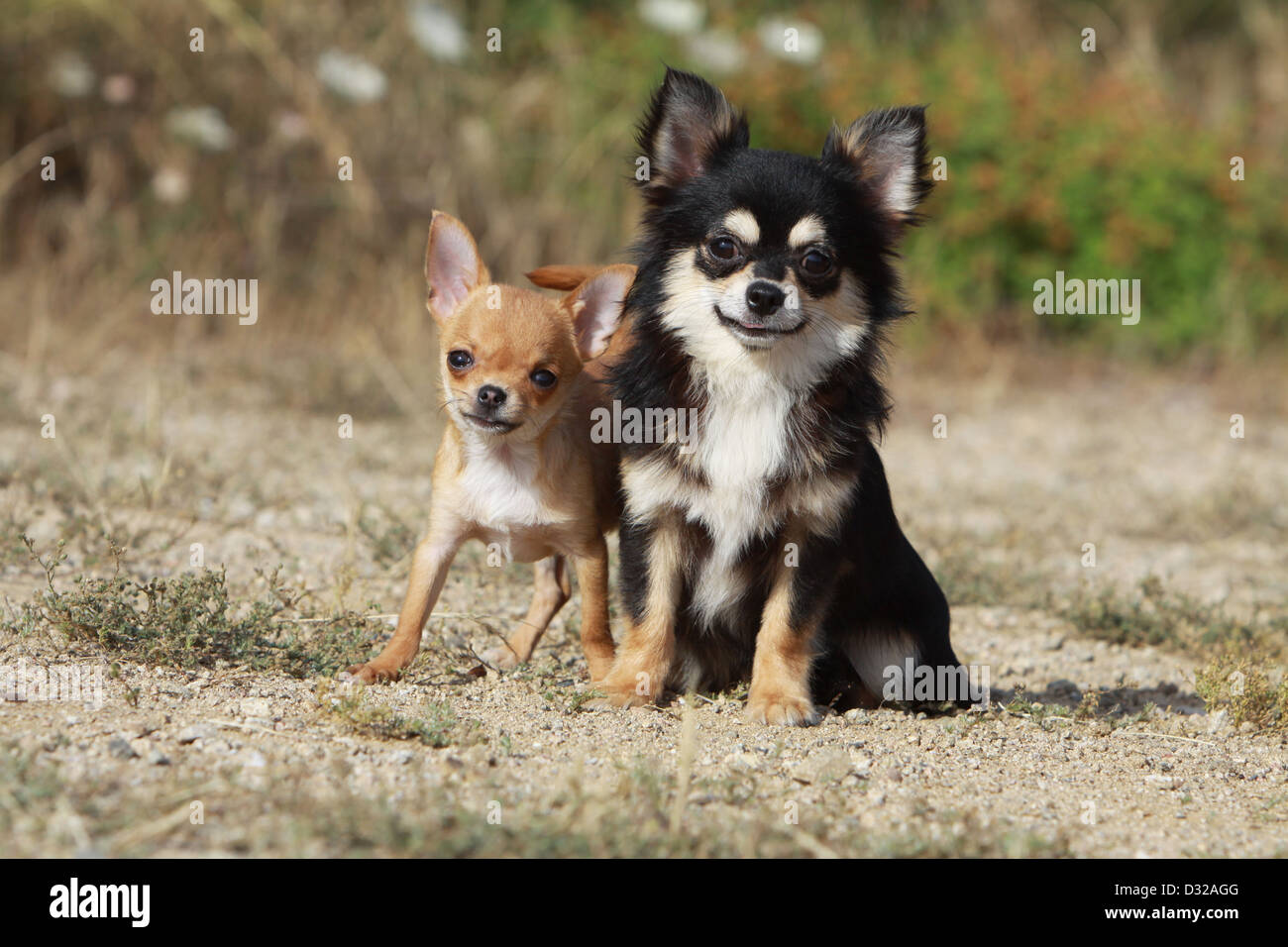 Chien Chihuahua poil long et poil court / adulte et chiot différentes  couleurs Photo Stock - Alamy