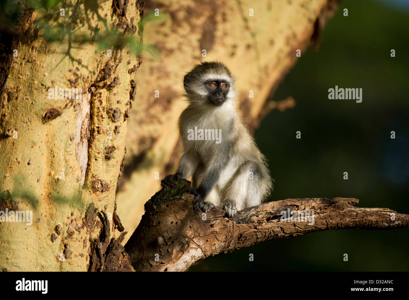 Singe vervet (Cercopithecus aethiops), Lewa Wildlife Conservancy, Plateau de Laikipia, Kenya Banque D'Images