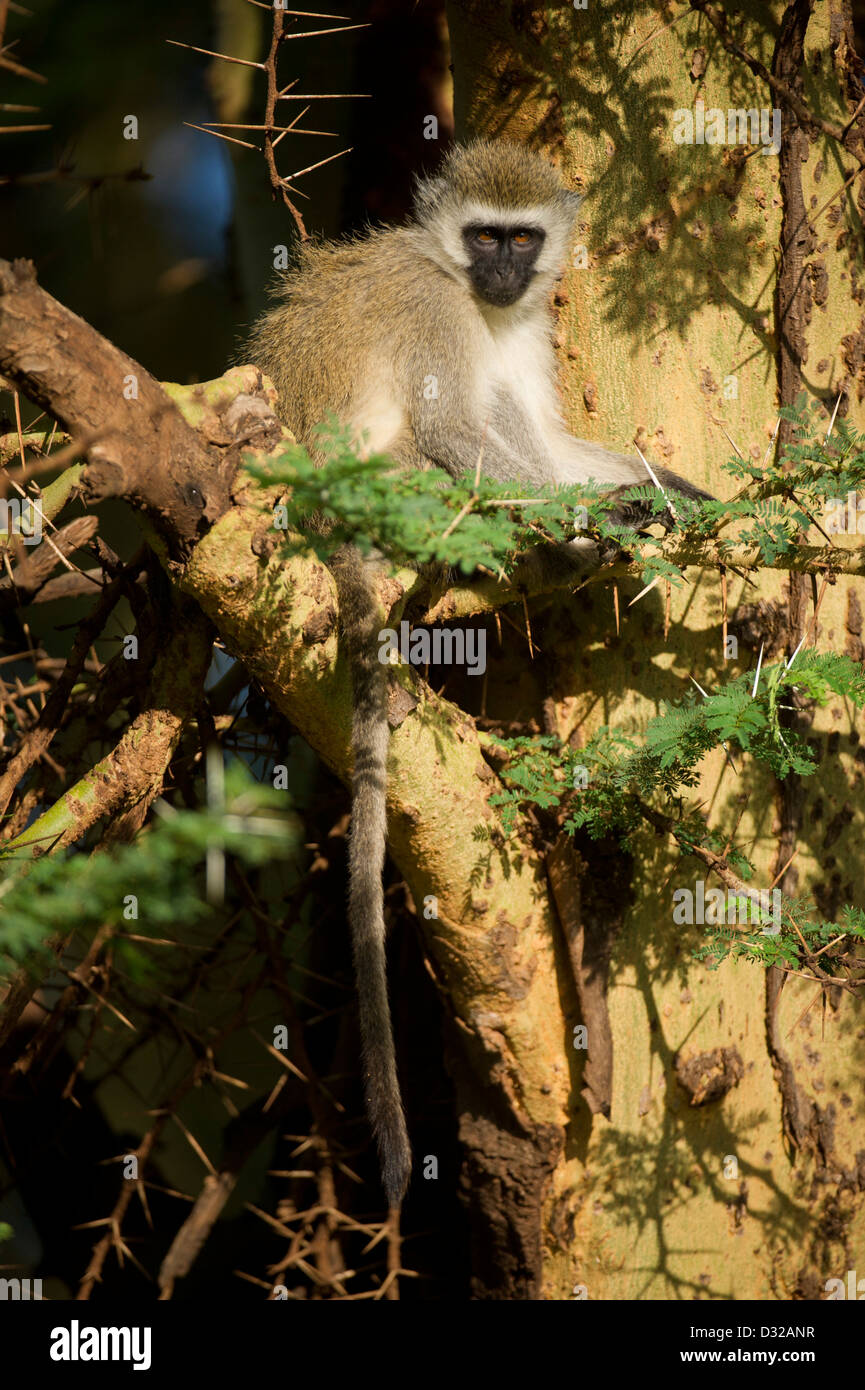 Singe vervet (Cercopithecus aethiops), Lewa Wildlife Conservancy, Plateau de Laikipia, Kenya Banque D'Images